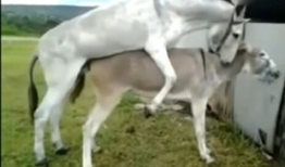 驴马配种视频,揭秘罕见配种瞬间